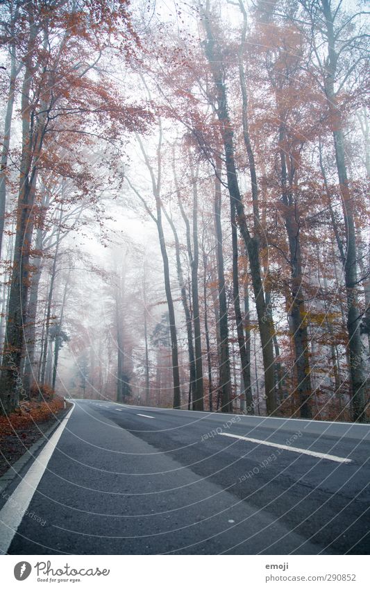 fog Umwelt Natur Landschaft Herbst schlechtes Wetter Nebel Baum Wald dunkel kalt Straße Farbfoto Außenaufnahme Menschenleer Tag Weitwinkel