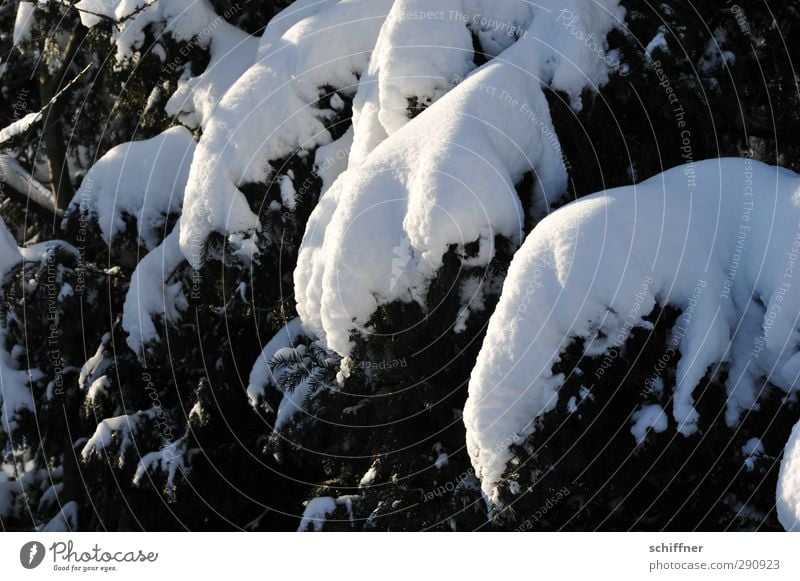 Schneeelefant Umwelt Natur Pflanze Sonnenlicht Winter Eis Frost Baum weiß Schneedecke Tanne Tannenzweig schwer Zweige u. Äste Außenaufnahme Menschenleer