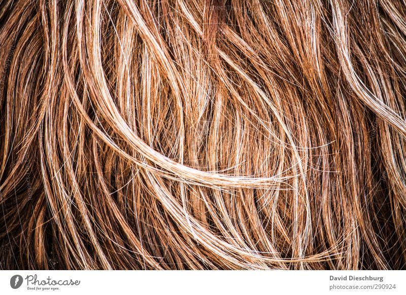 Struwwelpeter Tier Haustier Nutztier Wildtier braun orange schwarz weiß Haare & Frisuren Allergie Haarsträhne Haarschopf Rind blond rothaarig brünett