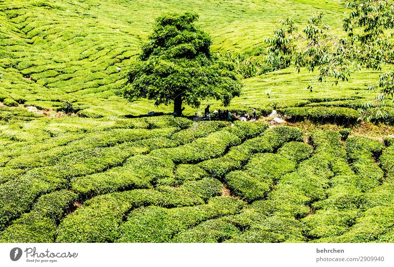 herausragend | grün aus grün Ferien & Urlaub & Reisen Tourismus Ausflug Abenteuer Ferne Freiheit Natur Landschaft Pflanze Baum Blatt Nutzpflanze Teepflanze