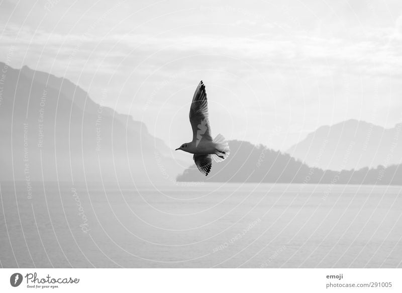 Freigeist Umwelt Natur Himmel See Tier Vogel 1 Freiheit fliegen Möwe frei Schwarzweißfoto Außenaufnahme Tag Kontrast Silhouette Schwache Tiefenschärfe