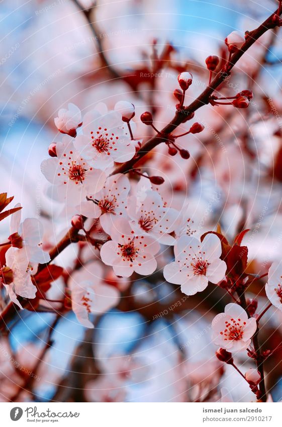 rosa Blütenpflanze im Frühjahr Blume Blütenblatt Pflanze Garten geblümt Natur Dekoration & Verzierung Romantik Beautyfotografie zerbrechlich Hintergrund neutral
