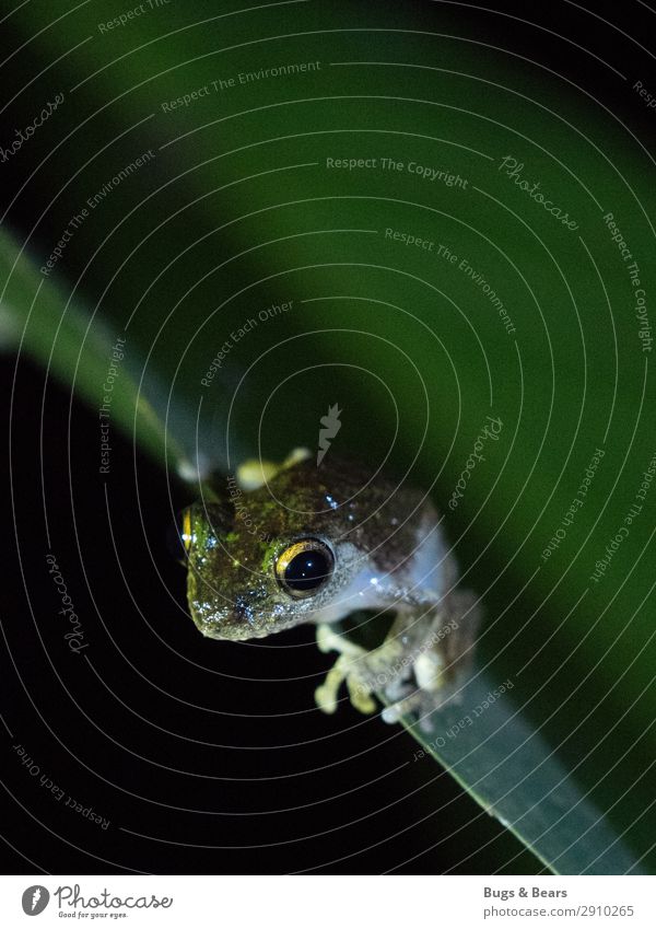 Froschkönig Natur Wald Urwald Tier Wildtier 1 Abenteuer Auge Detailaufnahme Reisefotografie Borneo Blatt Reptil Nachtaufnahme Kontrast Taschenlampe exotisch