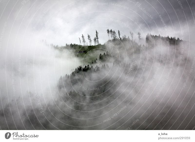 berg wald baum nebel Natur Landschaft Urelemente Luft Himmel Wolken Sommer Klima schlechtes Wetter Nebel Regen Gewitter Baum Wald Alpen Berge u. Gebirge Gipfel