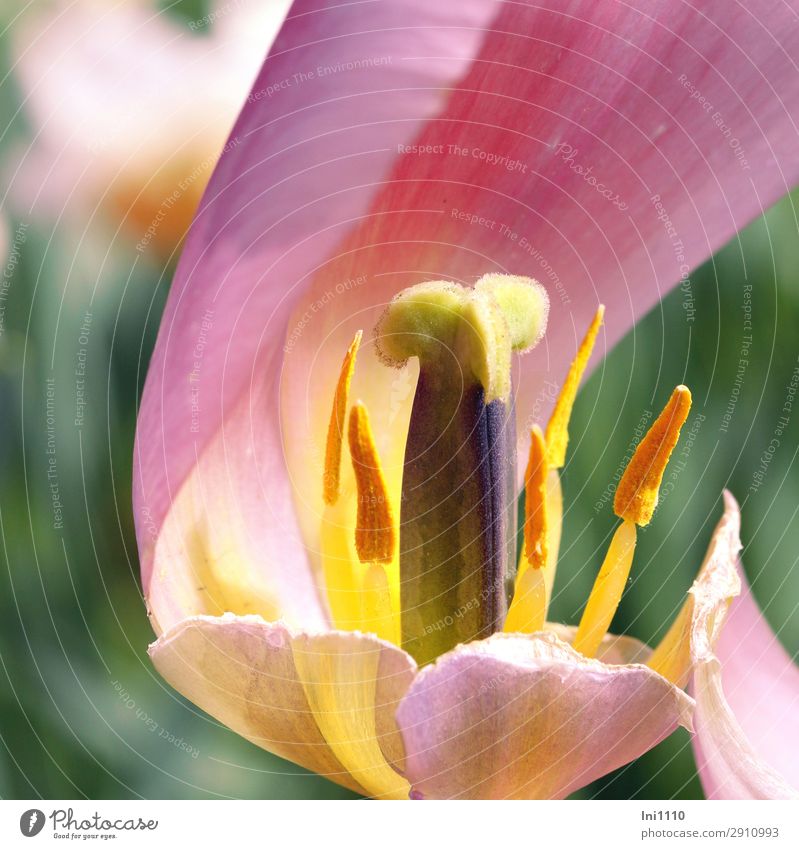 Tulpenstempel Pflanze Sonnenlicht Frühling Schönes Wetter Blume Garten Park mehrfarbig gelb grau grün violett orange rosa schwarz weiß Stempel Staubfäden Pollen