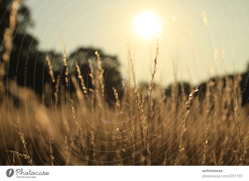 Sommerabend Natur Pflanze Sonnenaufgang Sonnenuntergang Schönes Wetter Wärme Gras Wiese Menschenleer Freundlichkeit Fröhlichkeit natürlich gelb gold