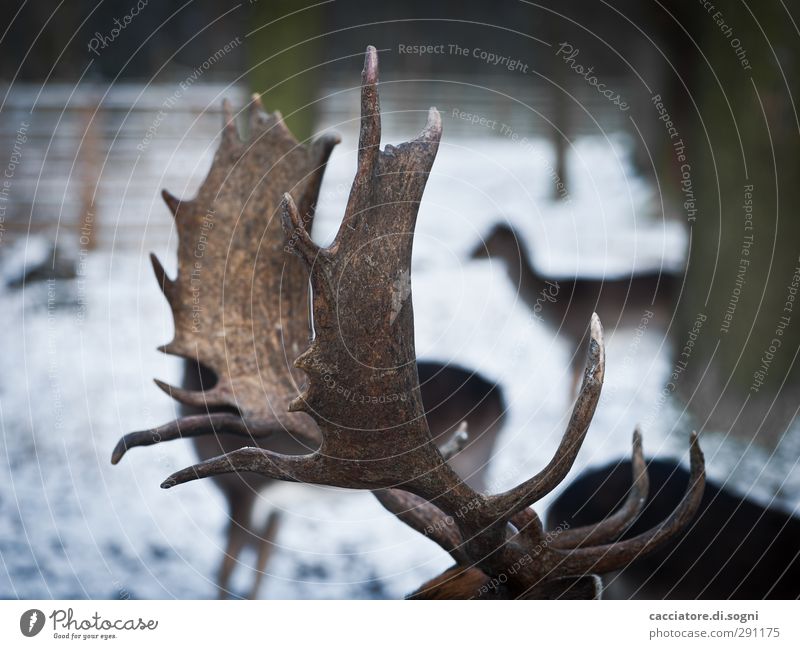 at the animal park Winter Schnee Wald Wildtier Hirsche Tiergruppe Horn außergewöhnlich dunkel gigantisch einzigartig natürlich oben Spitze braun Tapferkeit