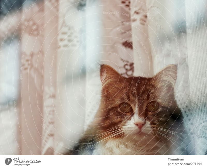 Fensterkatze. Tier Haustier Katze Tiergesicht 1 Vorhang beobachten Blick Gefühle achtsam Fensterscheibe Reflexion & Spiegelung Ruhe bewahren Farbfoto