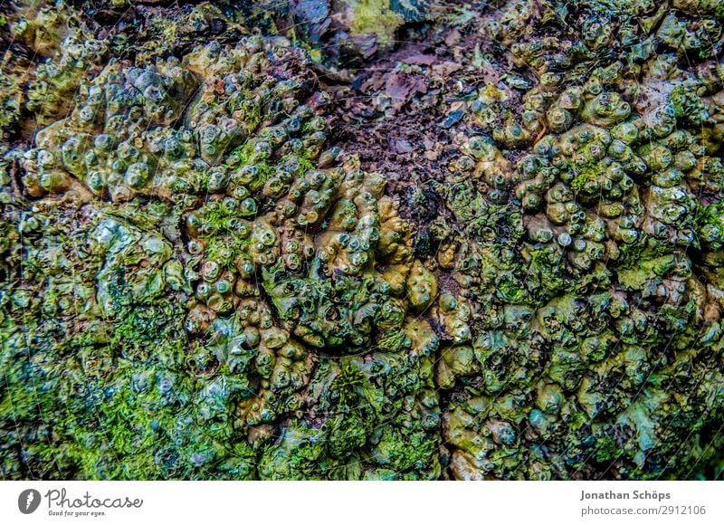 Moos am Baum Textur wandern Natur Landschaft grün Edinburgh Großbritannien Pentland Hills Schottland Struktur Nationalpark Moosteppich rau Farbfoto