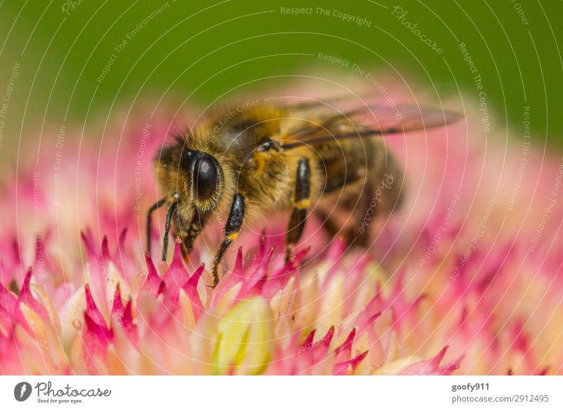 Honigbiene Ausflug Expedition Umwelt Natur Pflanze Tier Sonnenlicht Frühling Sommer Blume Blüte Garten Park Wiese Nutztier Wildtier Biene Tiergesicht Flügel