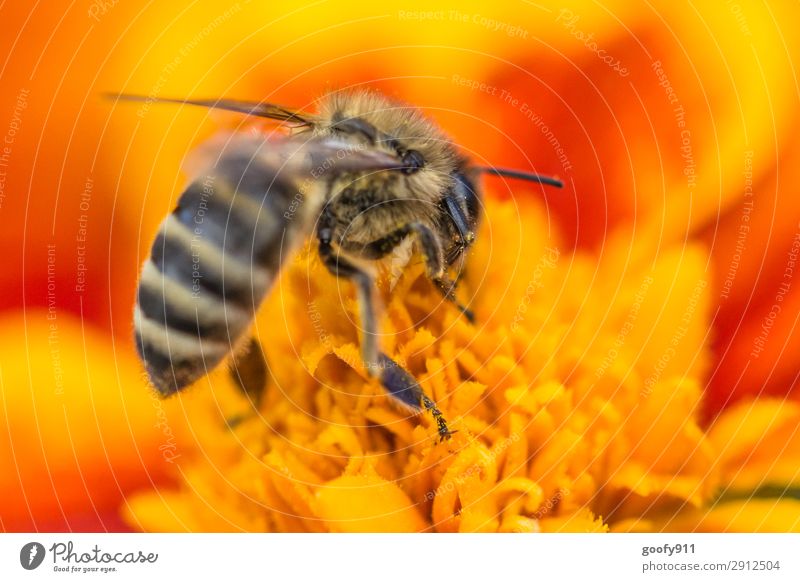 Fleißiges Bienchen Ausflug Abenteuer Umwelt Natur Pflanze Sonne Sonnenlicht Frühling Sommer Blume Blüte Garten Park Wiese Tier Nutztier Wildtier Biene