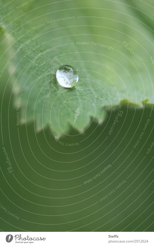 ein Regentropfen auf einem Frauenmantelblatt Tropfen Alchemilla Tropfenbild Guttationstropfen Wassertropfen hydrophob Lotuseffekt heimische Pflanze