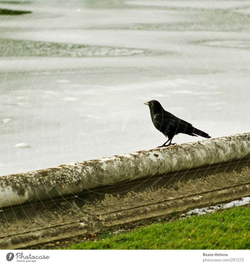 Wenn jetzt Sommer wär' .... Umwelt Winter Eis Frost Park Vogel Wasser Blick stehen warten Unendlichkeit kalt grün schwarz weiß Stimmung Akzeptanz