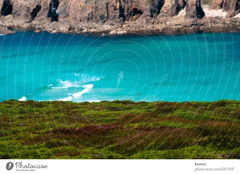 Flora schaut aufs Meer Ferien & Urlaub & Reisen Wellen Cornwall Umwelt Natur Landschaft Pflanze Wasser Sonnenlicht Sommer Schönes Wetter Moos Grünpflanze Felsen