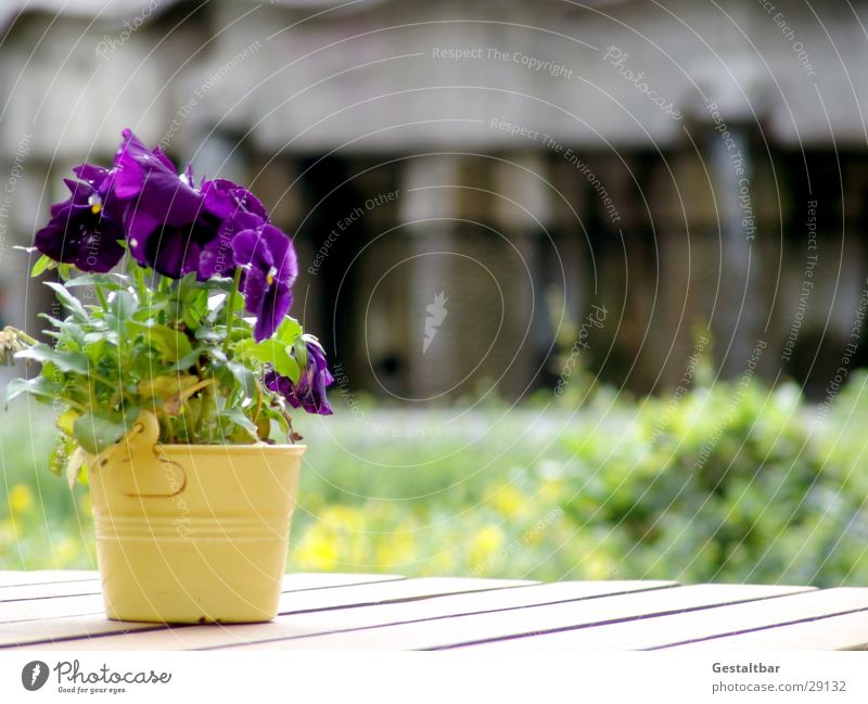 Stiefmutter Stiefmütterchen Blumentopf violett Blüte Holztisch Café gestaltbar Gastronomie Dekoration & Verzierung Sonne