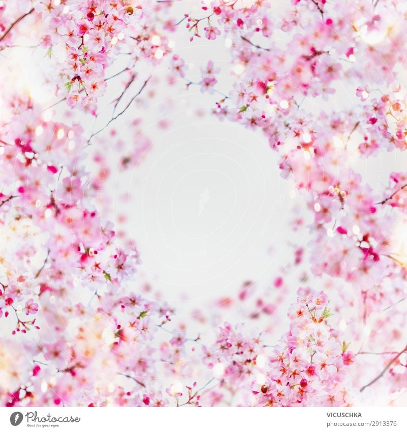 Schöner Frühlings Kirschblüten Rahmen Hintergrund. Stil Design Sommer Garten Natur Pflanze Blume Blatt Blüte rosa weiß blossom frame Hintergrundbild April