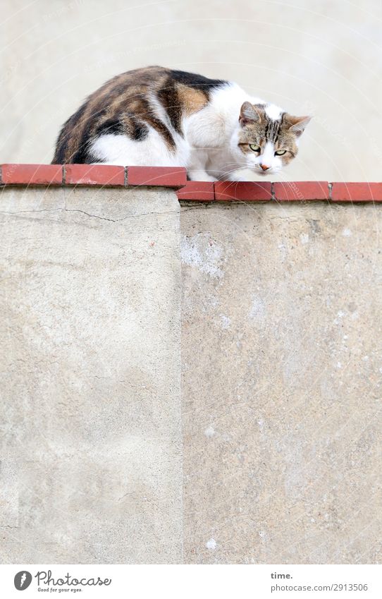 Taschentiger Mauer Wand Tier Haustier Katze 1 Stein beobachten entdecken hocken Blick sitzen warten natürlich Wärme selbstbewußt Willensstärke diszipliniert