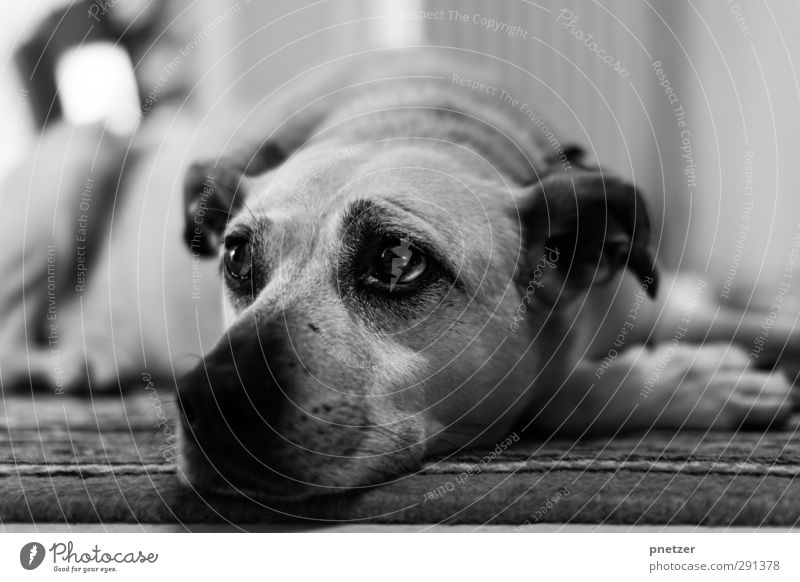 Hundeblick Tier Haustier 1 Tierjunges liegen Blick träumen Freundlichkeit Gefühle Zufriedenheit schön Ohr Auge Schnauze Kopf Pfote Labrador Mischling ruhen