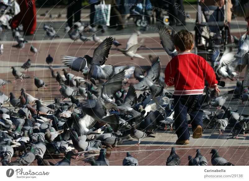 Ab durch die Mitte Taube Vogel Kind Platz Spielen Europa rennen