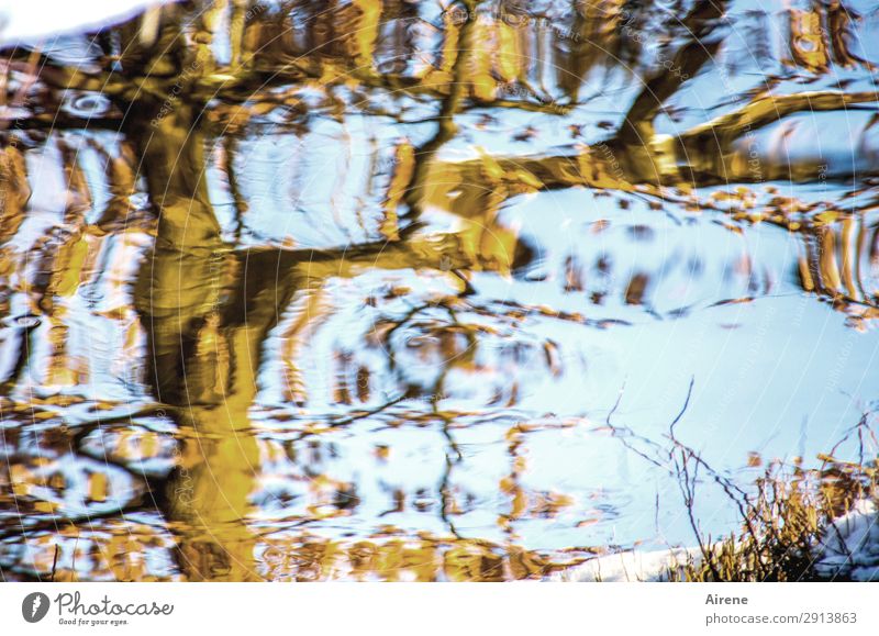 Vexierbild Urelemente Wasser Himmel Winter Schönes Wetter Baum Zweige u. Äste Teich Bach Dackel Bewegung außergewöhnlich fantastisch blau braun Leben bizarr