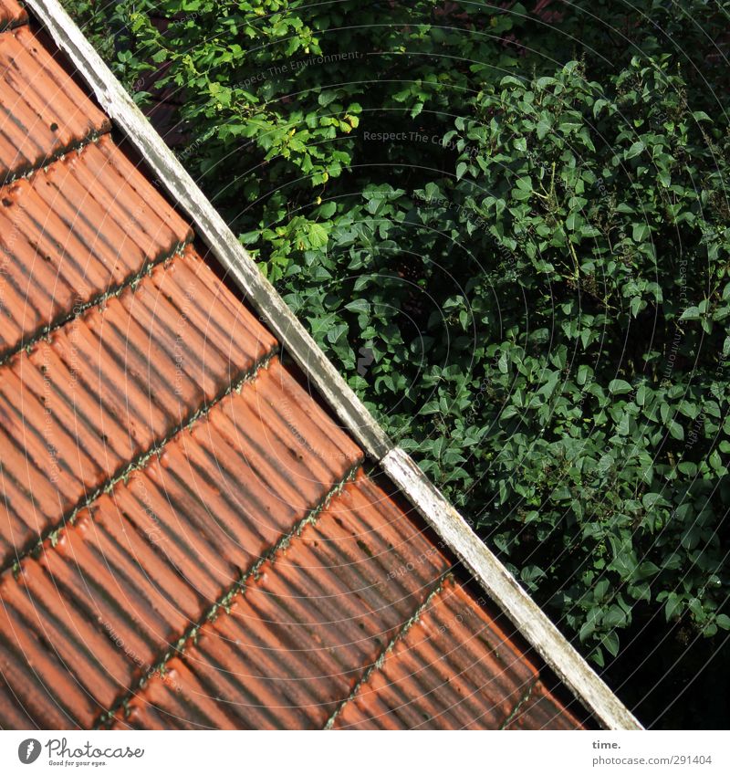 Gepflegter Abgang Schönes Wetter Baum Blatt Ast Wald Haus Dach Dachziegel Windfeder alt authentisch eckig historisch natürlich grün rot Gelassenheit