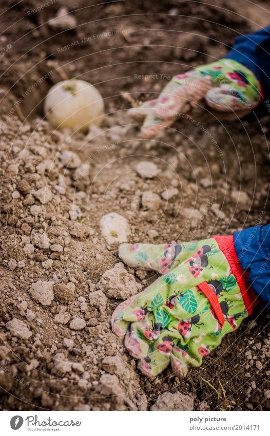 Kinderhand mit Handschuhe gräbt eine Kartoffel ein Mensch Kindheit Jugendliche Leben 1-3 Jahre Kleinkind 3-8 Jahre Umwelt Natur Urelemente Erde Sand Frühling