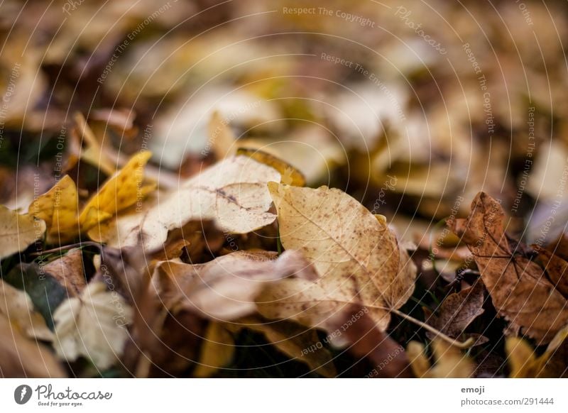 Makrokosmos Umwelt Natur Herbst Blatt Laubwald Wald natürlich braun Verfall trocken Farbfoto Gedeckte Farben Außenaufnahme Nahaufnahme Detailaufnahme