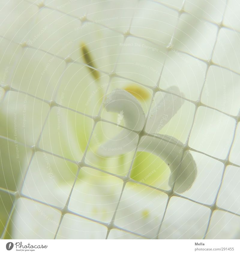 Störfaktor | Hinter Gitter Pflanze Blume Blüte Stempel Amaryllisgewächse Kunststoff Netz Netzwerk Blühend hell schön nah grün weiß elegant Gitternetz gefangen