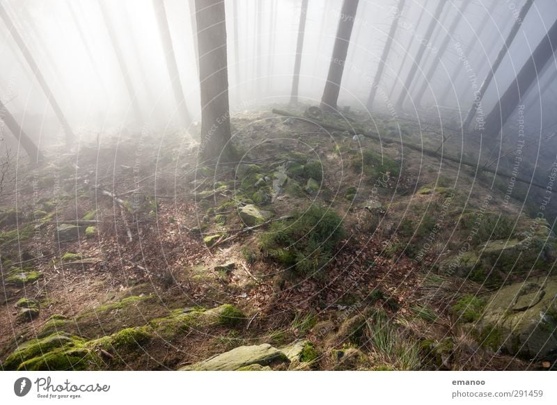 lichter Schwarzwald Ferien & Urlaub & Reisen Berge u. Gebirge wandern Umwelt Natur Landschaft Pflanze Himmel Sonne Herbst Klima Wetter Nebel Baum Moos Wald