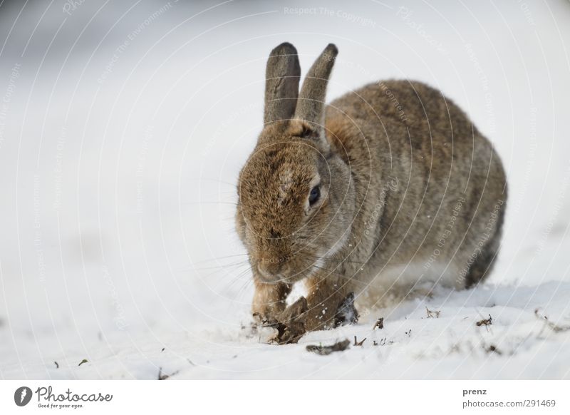 wild rabbit Umwelt Natur Tier Winter Wildtier 1 braun grau weiß Hase & Kaninchen Säugetier Schnee Schneelandschaft Farbfoto Außenaufnahme Menschenleer