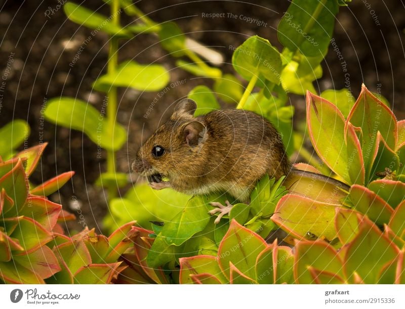 Kleine braune Maus sitzt auf Pflanze und frisst Samen wachsam tier ängstlich aufmerksam hintergrund biodiversität mutig ruhig vorsichtig close up herzig süß