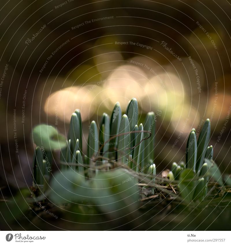 Horizonterweiterung Natur Frühling Blume Wildpflanze Schneeglöckchen Garten Wiese glänzend leuchten Wachstum hell schön klein Stadt braun gelb grau grün