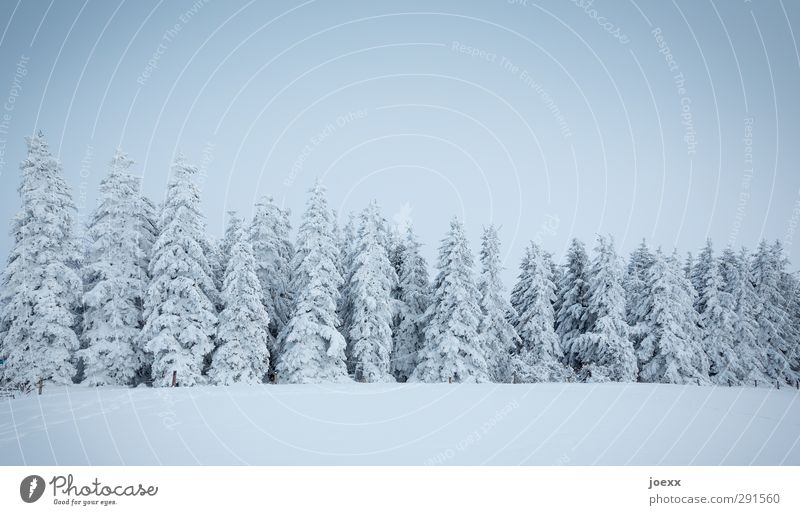 Orgelpfeifen Natur Himmel Winter Eis Frost Schnee Baum Wald kalt trist blau schwarz weiß Idylle Nadelwald Tanne Farbfoto Gedeckte Farben Außenaufnahme