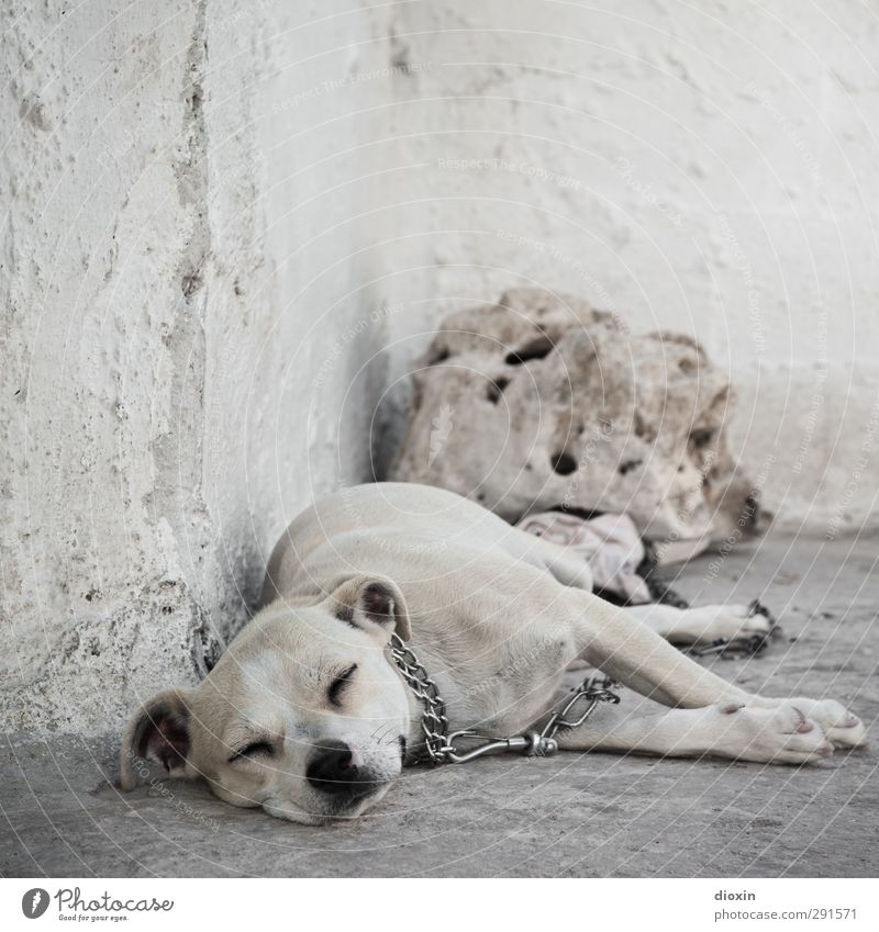 Faul-Tier Wärme Mauer Wand Haustier Hund 1 liegen schlafen Gelassenheit ruhig Trägheit bequem Erholung Langeweile faulenzen Haushund Steinblock Halbschlaf