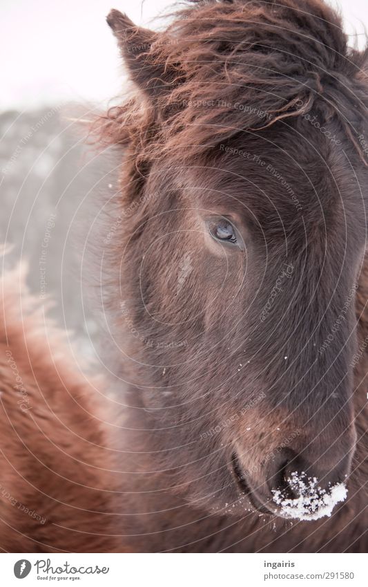 Isländische Eisnase Reiten Natur Tier Himmel Frost Schnee Nutztier Pferd Tiergesicht Fell Isländer Island Ponys Fohlen 1 beobachten Blick Freundlichkeit
