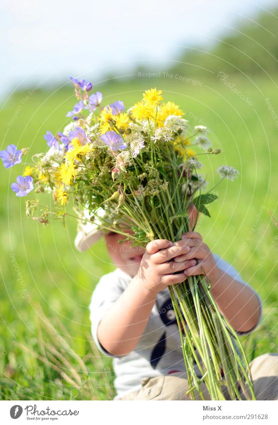 Photocase braucht mehr Sommer Mensch Baby Kleinkind Kindheit 1 1-3 Jahre Frühling Blume Gras Blatt Blüte Garten Wiese Blühend Lächeln lachen Duft klein niedlich