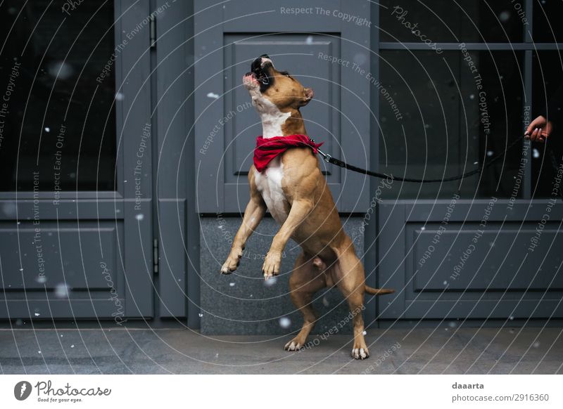 Schnee im Frühjahr - mit Hund 7 elegant Stil Freude Leben harmonisch Freizeit & Hobby Abenteuer Freiheit Tier Klimawandel Schönes Wetter Schneefall Mauer Wand