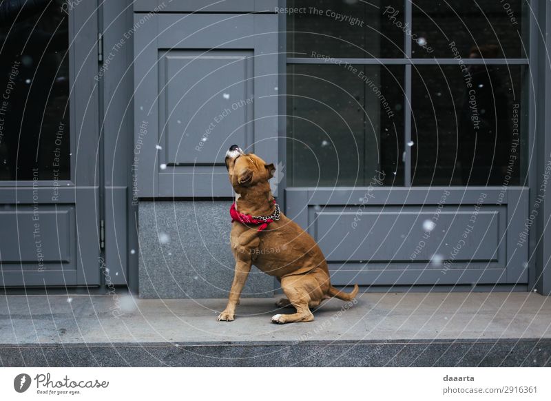 Schnee im Frühjahr - mit Hund 2 Lifestyle elegant Stil Freude Leben harmonisch Freizeit & Hobby Abenteuer Freiheit Haus Frühling Klima Klimawandel