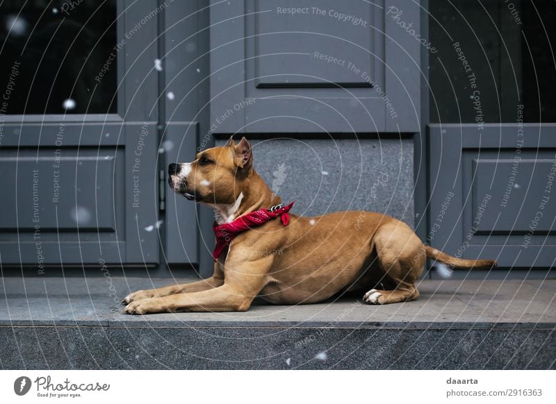 Hund schön Tier Freude ein lizenzfreies Stock Foto von Photocase
