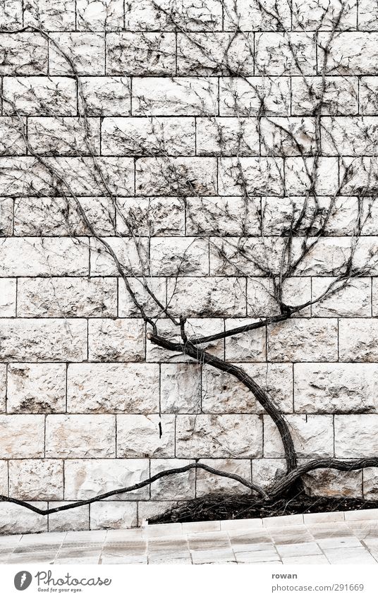 wandbewuchs Baum Sträucher Mauer Wand Fassade trist trocken Stadt Steinmauer Kletterpflanzen vertrocknet Dekoration & Verzierung Holz verzweigt Winter