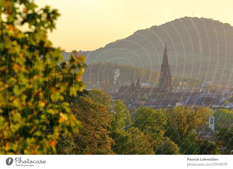 Freiburg im goldenen Oktober Tourismus Sightseeing Städtereise Umwelt Natur Landschaft Wolkenloser Himmel Herbst Schönes Wetter Baum Berge u. Gebirge