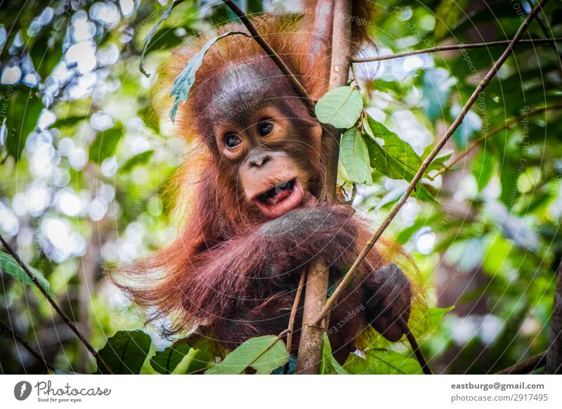 Der süßeste Baby-Orang-Utan der Welt hängt mit offenem Mund. Ferien & Urlaub & Reisen Kind Kindheit Natur Tier Baum Park Wald Urwald Pelzmantel Tierjunges