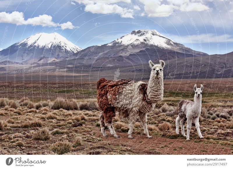 Ein babel Lama und eine Mutter auf dem bolivianischen Altiplano. Ferien & Urlaub & Reisen Tourismus Schnee Berge u. Gebirge Baby Erwachsene