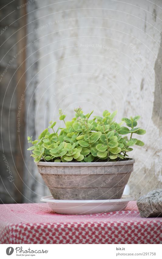 mal was Grünes auf den Tisch... Pflanze Grünpflanze Topfpflanze Dorf Haus Hütte Mauer Wand Fassade stehen Wachstum alt saftig grau grün Zufriedenheit