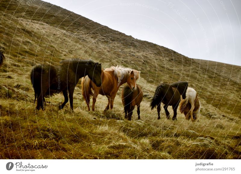 Island Umwelt Natur Landschaft Tier Gras Hügel Berge u. Gebirge Wildtier Pferd Island Ponys Tiergruppe Herde Fressen laufen natürlich schön wild braun Farbfoto