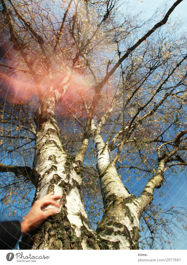 Testbild | heiße Luft Hand Umwelt Natur Himmel Herbst Schönes Wetter Baum Birke Baumstamm Wald Holz Linie festhalten träumen außergewöhnlich natürlich Leben