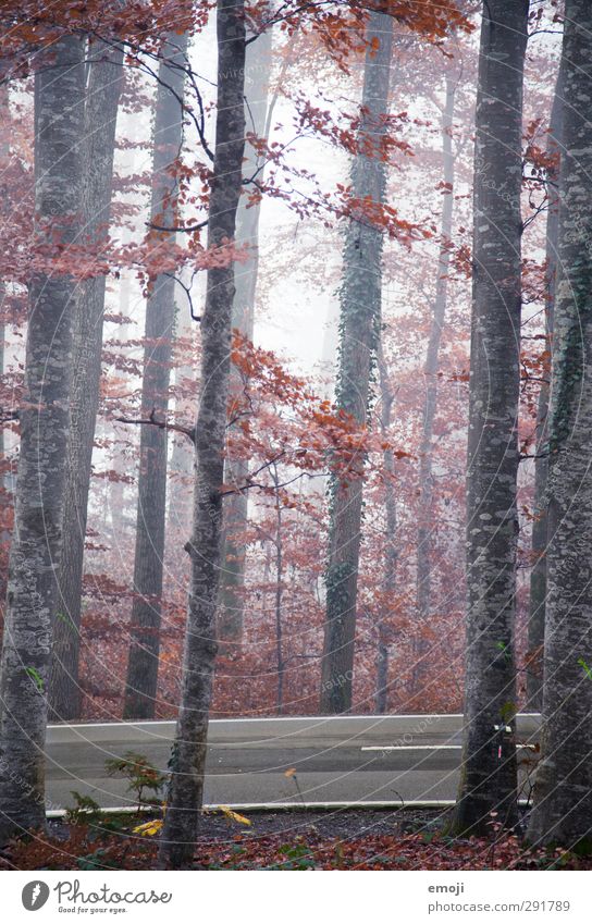 herzlichherbstlich Umwelt Natur Herbst Klima schlechtes Wetter Nebel Baum Wald kalt natürlich Farbfoto Außenaufnahme Menschenleer Tag Schwache Tiefenschärfe