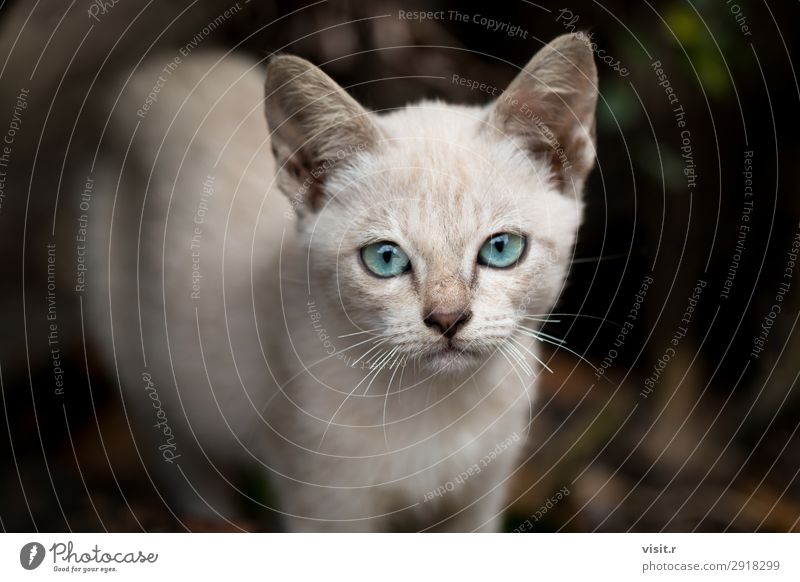 Grau braun streunendes Kätzchen Traurigkeit mit blauen Augen Tier Haustier Katze 1 Liebe sitzen dünn klein niedlich trist wild grau grün schwarz weiß