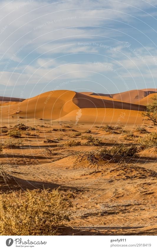 Wüste Namib / Namibia Ferien & Urlaub & Reisen Tourismus Ausflug Abenteuer Ferne Freiheit Safari Expedition Umwelt Natur Landschaft Pflanze Tier Erde Sand
