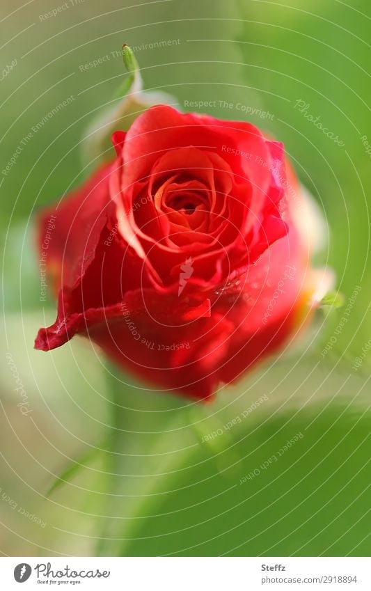 Eine Rose will blühen Rosenblüte rote Rose blühende Rose Liebe romantische Blüte Romantik Duft Rosenduft duftende Rose frische Rose Rosenknospe rote Blume